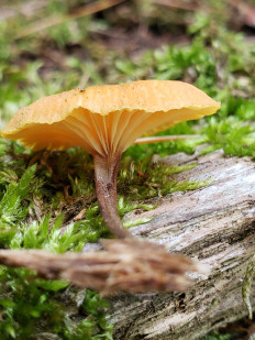 Xeromphalina kauffmanii - Ксеромфалина кауфмана