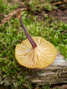 Xeromphalina kauffmanii - Ксеромфалина кауфмана