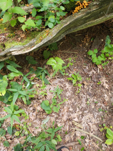 Xeromphalina kauffmanii - Ксеромфалина кауфмана