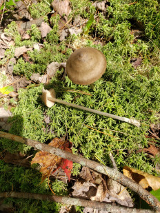 Гриб из Барри Канада