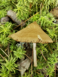 Гриб из Барри Канада