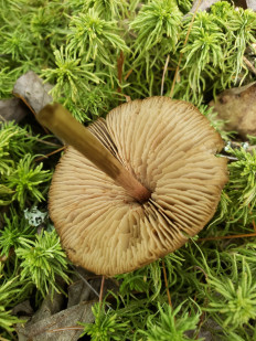 Гриб из Барри Канада