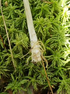 Гриб из Барри Канада