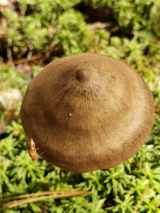 Гриб из Барри Канада