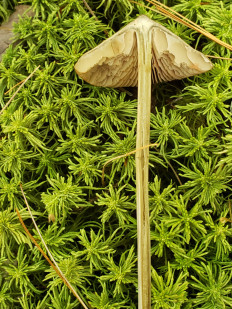 Гриб из Барри Канада