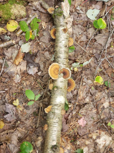 Гриб из Барри Канада