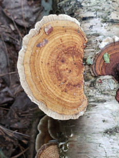 Гриб из Барри Канада