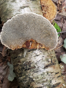 Гриб из Барри Канада