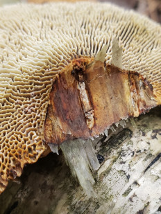 Гриб из Барри Канада