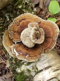 Гриб из Барри Канада