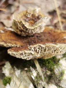 Гриб из Барри Канада