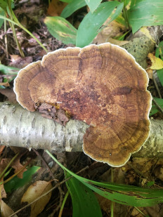 Гриб из Барри Канада