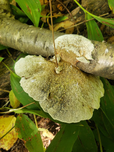 Гриб из Барри Канада