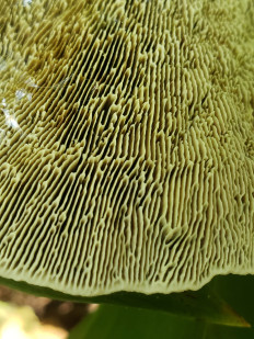 Гриб из Барри Канада