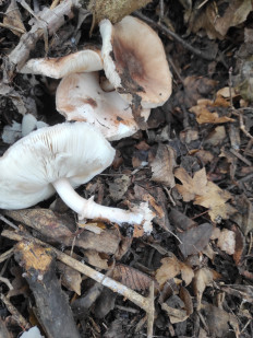 Гриб из Белая Калитва