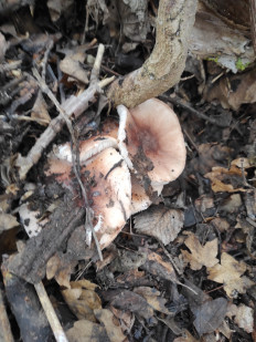 Гриб из Белая Калитва