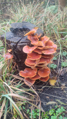 Опёнок зимний