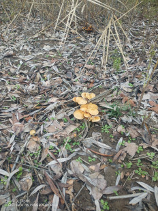 Гриб из Волгоград