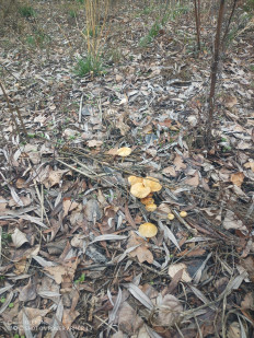 Гриб из Волгоград