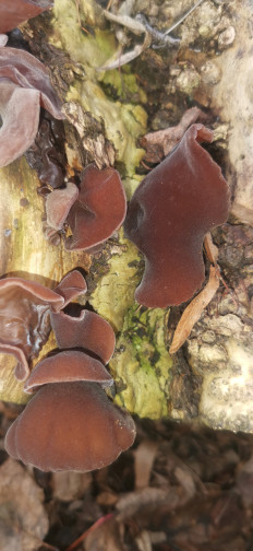 Гриб из Курская область