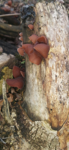 Гриб из Курская область