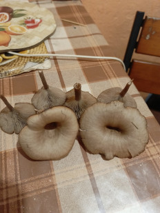 Гриб из Луганск