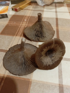 Гриб из Луганск