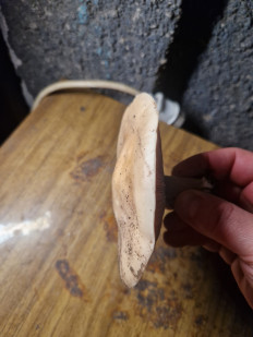 Гриб из Горловка