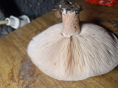 Гриб из Горловка