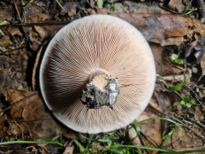 Гриб из Горловка