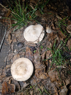 Гриб из Горловка