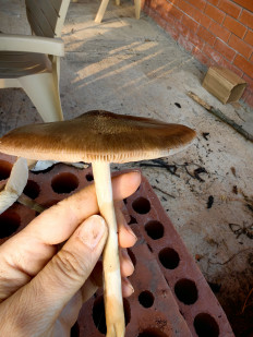 Гриб из Станица Брюховецкая