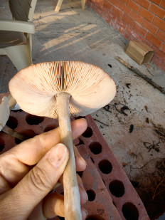 Гриб из Станица Брюховецкая