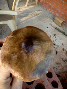 Гриб из Станица Брюховецкая