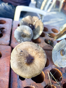 Гриб из Станица Брюховецкая