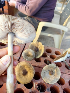 Гриб из Станица Брюховецкая