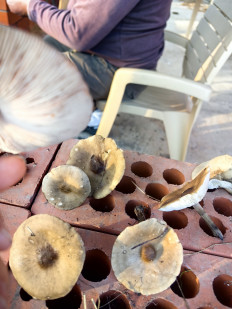 Гриб из Станица Брюховецкая