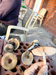 Гриб из Станица Брюховецкая