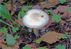 Гриб из Москва