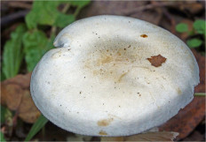 Гриб из Москва