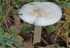 Гриб из Москва