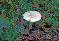 Гриб из Москва