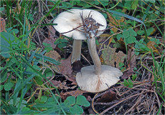 Гриб из Москва