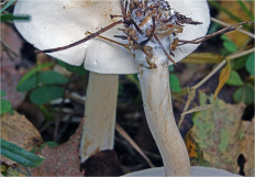 Гриб из Москва