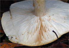 Гриб из Москва