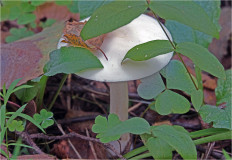 Гриб из Москва