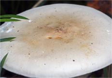 Гриб из Москва