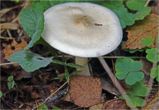 Гриб из Москва