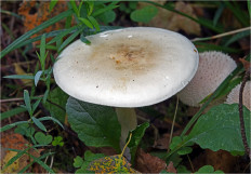 Гриб из Москва