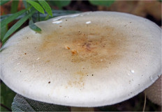 Гриб из Москва